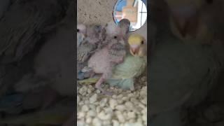 Another Miracle of Life | 22, 20, 18, 16, 14 day old| Baby Budgies #parakeet #lovebird #bird #shorts