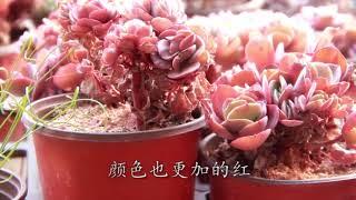 攻略丨多肉界的“手捧花”，秀妍養成記