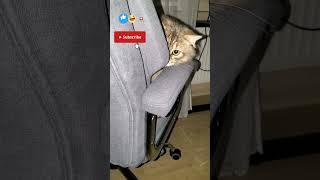Went out of here! | Nafantik  #cat