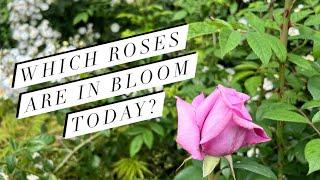 Which Roses Are in Bloom Today ? English Rose Garden Tour | David Austin Roses & more