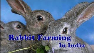 Rabbit Farming in India