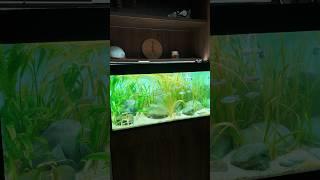 Аквариумпермь.рф - проект «гряда» #aquascaping #aquarium #aquascape #fishtank