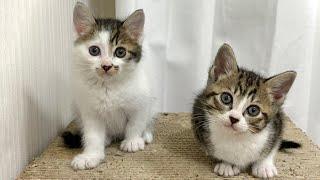 We welcomed abandoned kittens.
