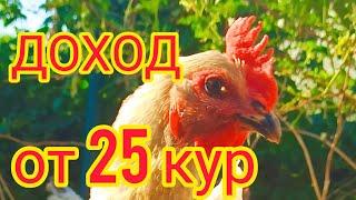 Доход от 25 кур-несушек. Сколько яиц несут 25 кур? 