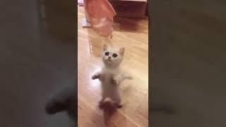 Talking Angela IRL  #shorts | TikTok @catgamesfamily