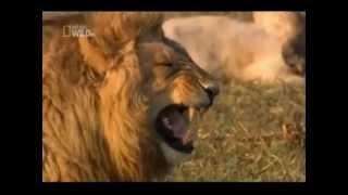 Lion laugh Hahahaha