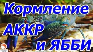 Чем мы кормим рачков АККР и ЯББИ , на ферме Зоокул