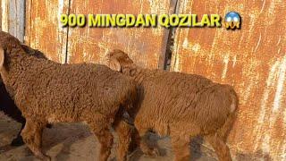 900 MINGDAN QOZILAR SHOSHILAMIZ OBUNA BOLING ENG ARZONLARI