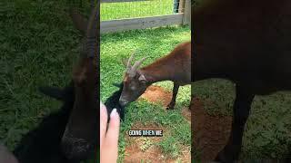 I stole this baby goat and now all the mama goats are chasing me!