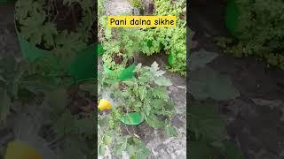 Pani dalna sikhe #gardeningvideos #plant #gardenplants #gardeninglovers #garden