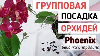 Лучшая ГРУППОВАЯ посадка ОРХИДЕИ Феникс бабочка трилипс  уход полив  пересадка группой PHOENIX