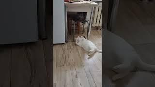 Кузька развлекается #cats #жизнь #live