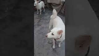 #dog #shortvideo #doglove 