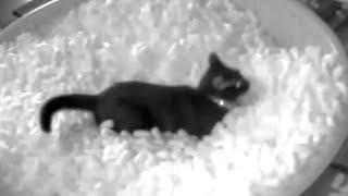 Late Night Cat Shenanigans (Packing Peanut Saga) Night Vision CatCam