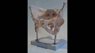 Human Anatomy Model Female Pelvis  #anatomy #humananatomy #artsy #educational #lunganatomy #medical