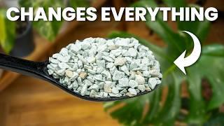 This Will Instantly Make Your Plants Thrive