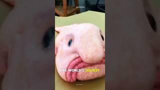 Blobfish: The World's Ugliest Fish Explained!