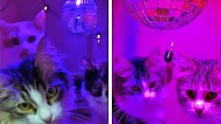 NIGHT CLUB FOR CATS!