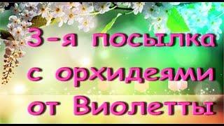 3-я ПОСЫЛКА с ОРХИДЕЯМИ от Виолетты.ПЕРЕСАДКА орхидеи phal.'Mini Mark'(Mira)."Мини Марк" ("Мира").