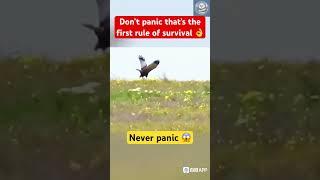 Never panic never give up Brave Rabbit vs Falcon