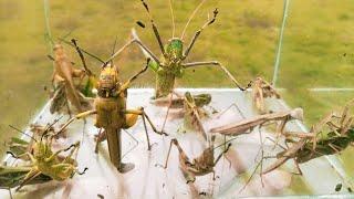 In the rainy season giant grasshoppers appear, black praying mantises, field grasshoppers, insects,