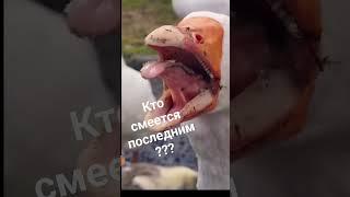 Черный юмор!