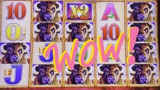 15 Gold Buffalo Heads     Over 120 bonus spins       BUFFALO GOLD   MASSIVE    HUGE  JACKPOT