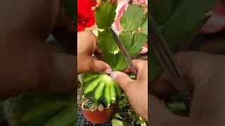 Useful tips for cactus #선인장 #cacti #cactus #plants #succulents
