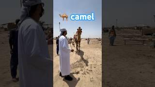 camel  || maweshi mandi #cow #cowmandi #camel_racing #camel