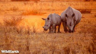 Rhino day with a spot of leopards - SafariLIVE Sunset - 22 September 2024