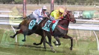 Australian Thoroughbred Bloodstock - Racehorse Shares & Syndications