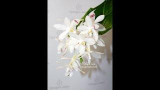 Орхидея фаленопсис Тетраспис (Phalaenopsis Tetraspis x sib)