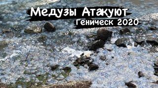 СКОЛЬКО МЕДУЗ В ГЕНИЧЕСКЕ