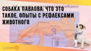 Собака Павлова: что это такое, опыты с рефлексами животного