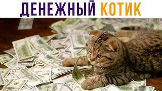 Вам повезло! Вы встретили денежного котика! Приколы | Мемозг #448