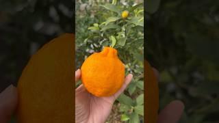 Ponkan Mandarin Harvest.  Very Sweet. February 2024. #ponkan #citrus #mandarin