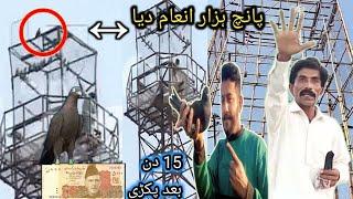 رات میں ٹاور سے چپڑی کبوتری پکڑی  - Apna Shok apni pachan - Nasir pigeon club - Khokhar pigeon club