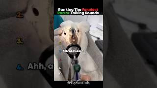 Ranking The Funniest Parrot Talking Sounds  #parrot #sound