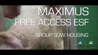 Maximus Free Access ESF | Wolf Creek Sow Unit, Missouri