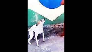 dog dancing #memes