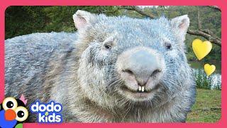 How To Catch A Wild Wombat! | Dodo Kids | Rescued!