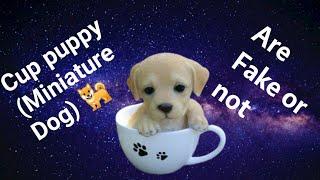 Cup puppy (Miniature Dog Breed) are Fake or not Fake