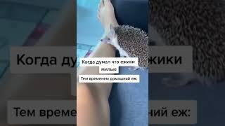 Ровно до этого момента #shorts #прикол #приколы #ржака #смех #юмор #tiktok