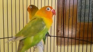 DUET MAUT!!lovebird saling BERSAHUTAN ngekek.lobet apapun langsung ikut ngekek