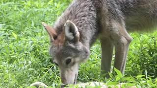 Happiness for a wolf pup is getting belly rubs from Dad