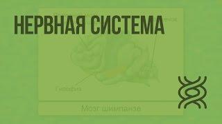 Нервная система. Видеоурок по биологии 7 класс