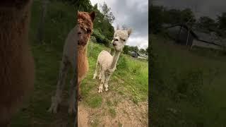 Danny the Deaf Alpaca! 