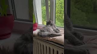 #кот #cat #котята #catlover #catlover #котики