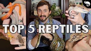 Top 5 Reptiles For Beginners
