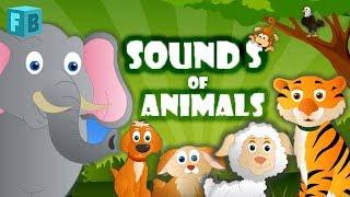 Sounds of Animals | Children Nursery Rhymes | FlickBox Kids Songs